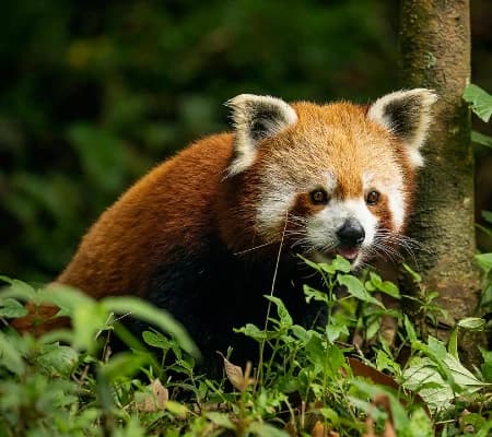 Padmaja Naidu Himalayan Zoological Park