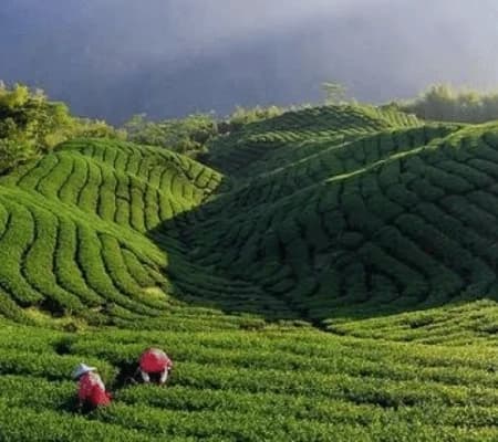 Happy Valley Tea Estate