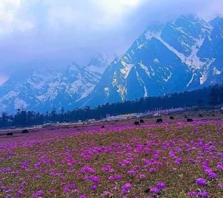 Lachung and Yumthang Valley
