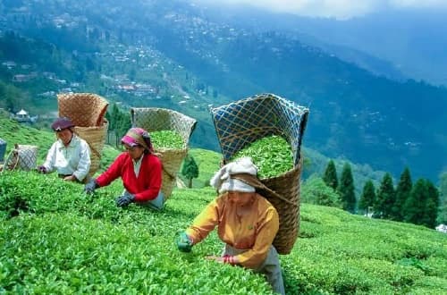 Darjeeling & Kalimpong Tour Package – 4 Nights / 5 Days